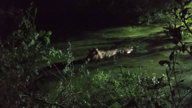 Fot. FB/Komenda Powiatowa Państwowej Straży Pożarnej w Drawsku Pomorskim Krowy ugrzęzły w bagnie [ZDJĘCIA]