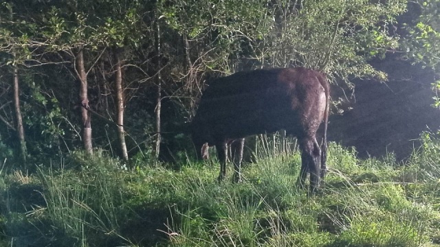 Fot. FB/Komenda Powiatowa Państwowej Straży Pożarnej w Drawsku Pomorskim Krowy ugrzęzły w bagnie [ZDJĘCIA]