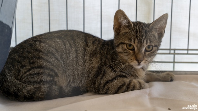 Fot. Maciej Papke [Radio Szczecin] Setki kotów czekają na adopcję w schroniskach w regionie [WIDEO, ZDJĘCIA]