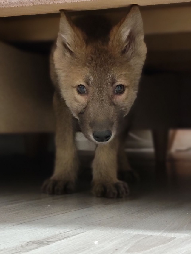 Fot. Facebook.com/Zwierzogród Wielgowo Wilki w Wielgowie