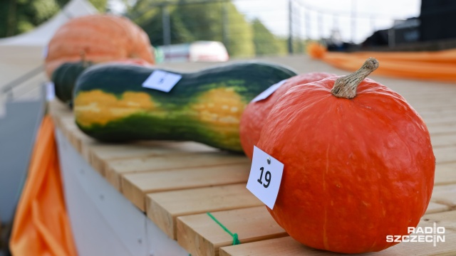 Fot. Robert Stachnik [Radio Szczecin] Święto dyni nad Miedwiem [WIDEO, ZDJĘCIA]