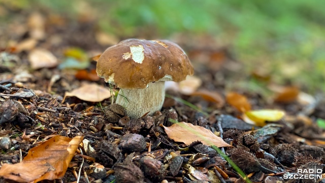 Fot. Robert Stachnik [Radio Szczecin] Zebrany czy kupiony, grzyby warto sprawdzić u ekspertów [ZDJĘCIA]