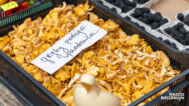 Fot. Robert Stachnik [Radio Szczecin] Zebrany czy kupiony, grzyby warto sprawdzić u ekspertów [ZDJĘCIA]