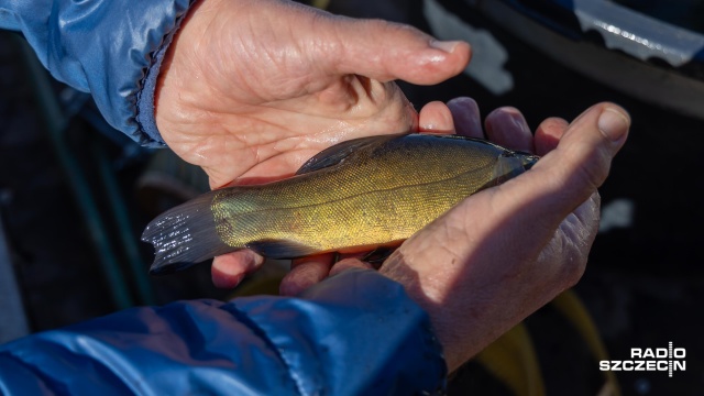 Fot. Robert Stachnik [Radio Szczecin] Przedszkolaki zarybiają jezioro Głębokie [WIDEO, ZDJĘCIA]