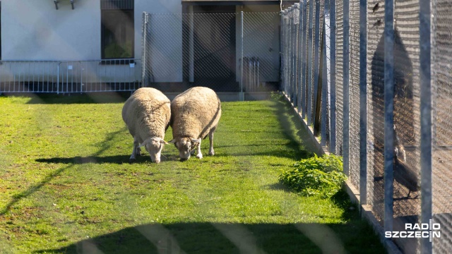 Fot. Robert Stachnik [Radio Szczecin] Zwierzętarnia ZUT zaprasza: owce, ptaki, pszczoły... I nie tylko [ZDJĘCIA]