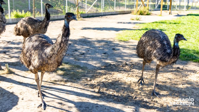 Fot. Robert Stachnik [Radio Szczecin] Zwierzętarnia ZUT zaprasza: owce, ptaki, pszczoły... I nie tylko [ZDJĘCIA]