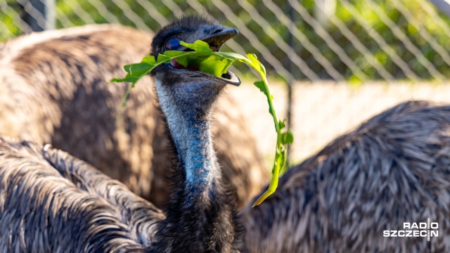 Fot. Robert Stachnik [Radio Szczecin] Zwierzętarnia ZUT zaprasza: owce, ptaki, pszczoły... I nie tylko [ZDJĘCIA]