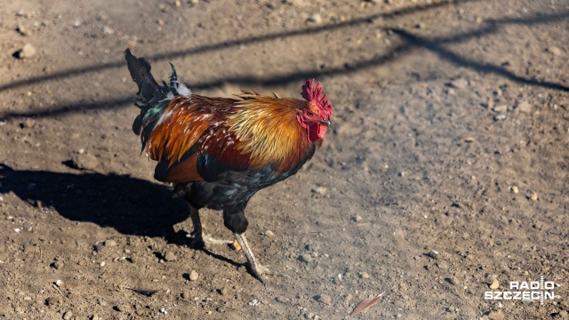 Fot. Robert Stachnik [Radio Szczecin] Zwierzętarnia ZUT zaprasza: owce, ptaki, pszczoły... I nie tylko [ZDJĘCIA]