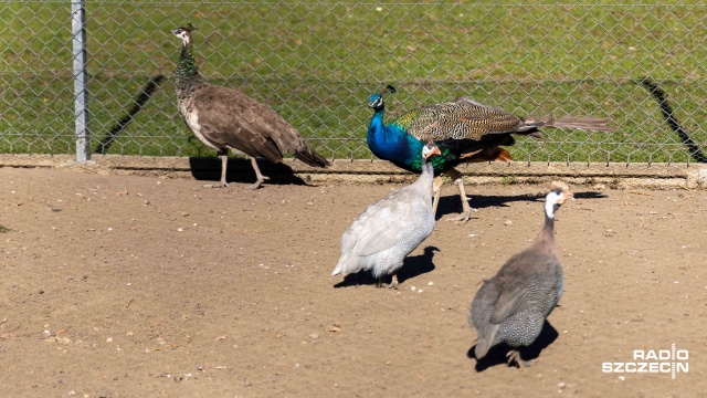 Fot. Robert Stachnik [Radio Szczecin] Zwierzętarnia ZUT zaprasza: owce, ptaki, pszczoły... I nie tylko [ZDJĘCIA]