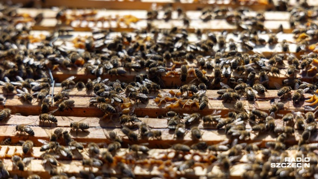 Fot. Robert Stachnik [Radio Szczecin] Zwierzętarnia ZUT zaprasza: owce, ptaki, pszczoły... I nie tylko [ZDJĘCIA]