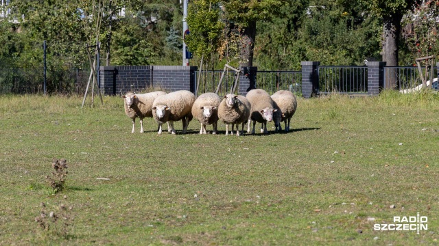 Fot. Robert Stachnik [Radio Szczecin] Zwierzętarnia ZUT zaprasza: owce, ptaki, pszczoły... I nie tylko [ZDJĘCIA]