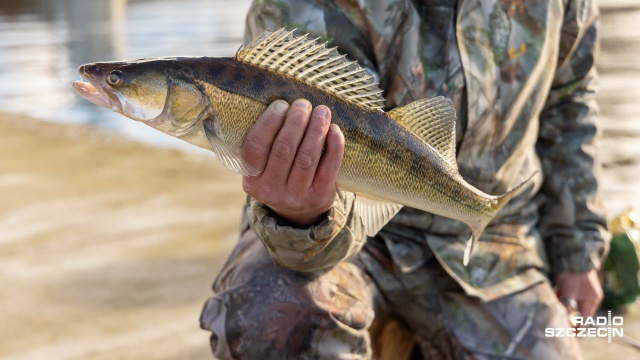 Fot. Robert Stachnik [Radio Szczecin] Sandacz żeruje, bulwary jak wielki pomost wędkarski [ZDJĘCIA]
