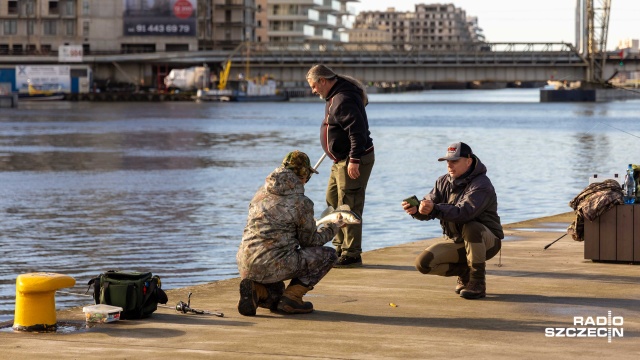 Fot. Robert Stachnik [Radio Szczecin] Sandacz żeruje, bulwary jak wielki pomost wędkarski [ZDJĘCIA]