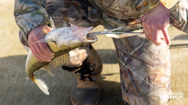 Fot. Robert Stachnik [Radio Szczecin] Sandacz żeruje, bulwary jak wielki pomost wędkarski [ZDJĘCIA]