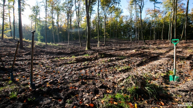 Fot. Weronika Łyczywek [Radio Szczecin] Dzieci posadziły w lesie 1500 buków [WIDEO, ZDJĘCIA]
