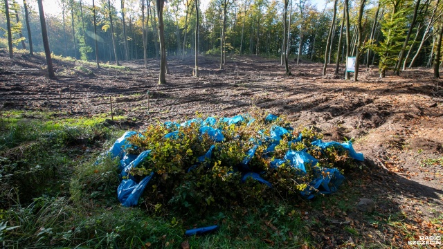 Fot. Weronika Łyczywek [Radio Szczecin] Dzieci posadziły w lesie 1500 buków [WIDEO, ZDJĘCIA]