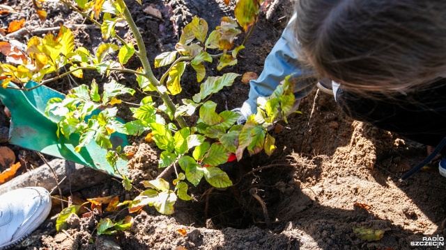 Fot. Weronika Łyczywek [Radio Szczecin] Dzieci posadziły w lesie 1500 buków [WIDEO, ZDJĘCIA]