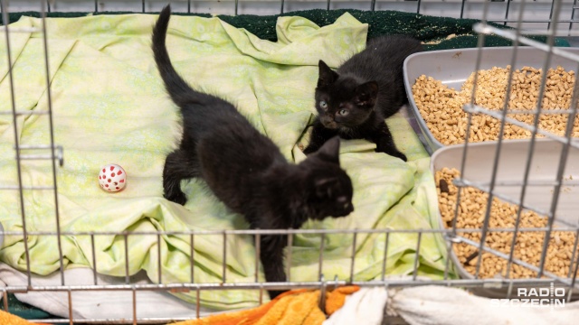 Fot. Robert Stachnik [Radio Szczecin] Czarny kot nie taki pechowy... Szczecińskie schronisko zachęca do adopcji [WIDEO, ZDJĘCIA]