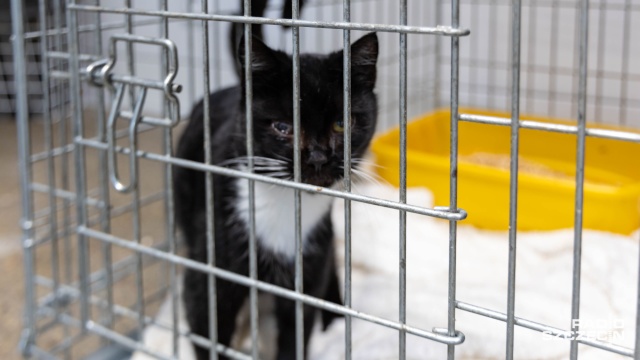 Fot. Robert Stachnik [Radio Szczecin] Czarny kot nie taki pechowy... Szczecińskie schronisko zachęca do adopcji [WIDEO, ZDJĘCIA]