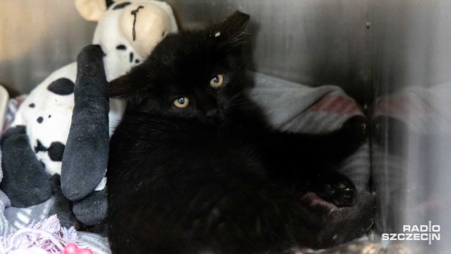 Fot. Robert Stachnik [Radio Szczecin] Czarny kot nie taki pechowy... Szczecińskie schronisko zachęca do adopcji [WIDEO, ZDJĘCIA]