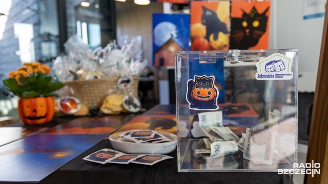 Fot. Robert Stachnik [Radio Szczecin] Czarny kot nie taki pechowy... Szczecińskie schronisko zachęca do adopcji [WIDEO, ZDJĘCIA]