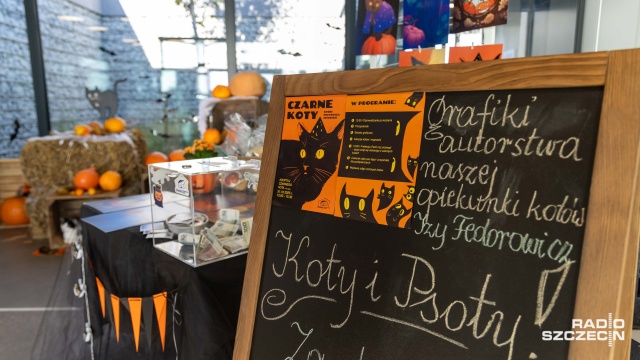 Fot. Robert Stachnik [Radio Szczecin] Czarny kot nie taki pechowy... Szczecińskie schronisko zachęca do adopcji [WIDEO, ZDJĘCIA]