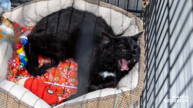 Fot. Robert Stachnik [Radio Szczecin] Czarny kot nie taki pechowy... Szczecińskie schronisko zachęca do adopcji [WIDEO, ZDJĘCIA]