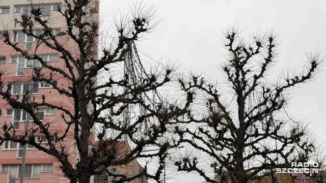 Fot. Robert Stachnik [Radio Szczecin] 300 tys. złotych na świąteczne iluminacje w Szczecinie [ZDJĘCIA]