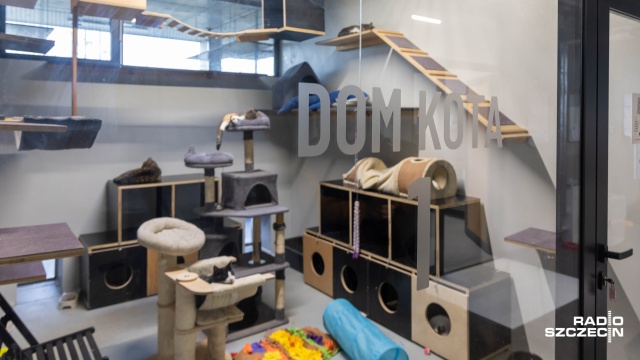 Fot. Robert Stachnik [Radio Szczecin] Szczecińskie schronisko przepełnione, są apele o kocie adopcje [WIDEO, ZDJĘCIA]