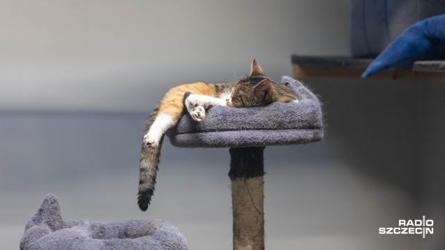 Fot. Robert Stachnik [Radio Szczecin] Szczecińskie schronisko przepełnione, są apele o kocie adopcje [WIDEO, ZDJĘCIA]