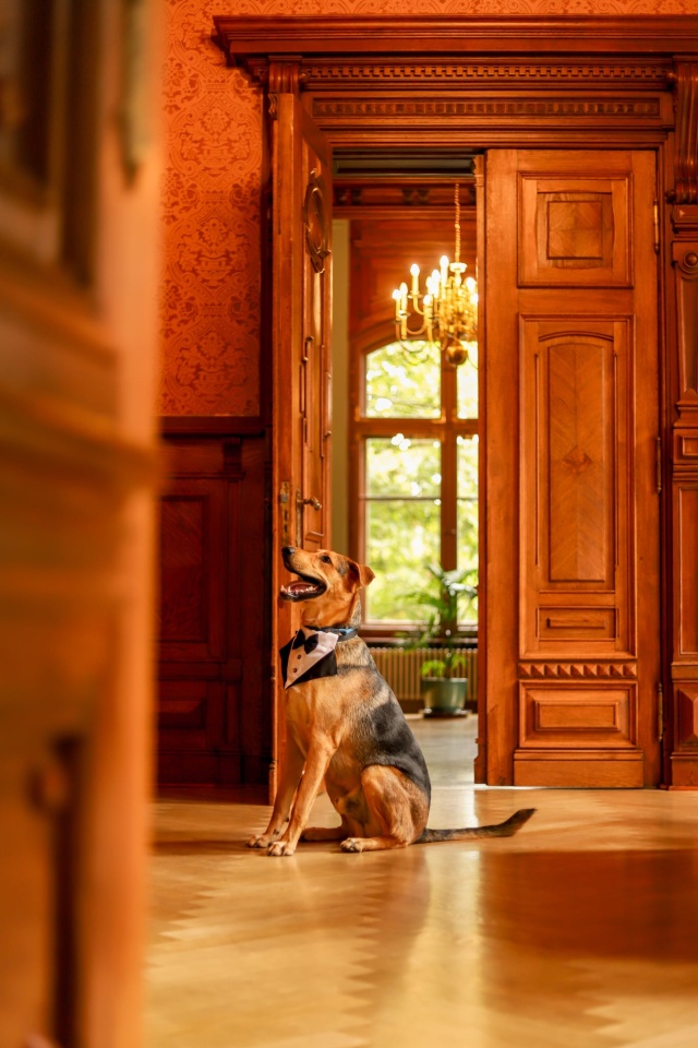 Mat. Urząd Miasta Szczecin Mikołajki z bezdomnymi czworonogami. Schronisko zaprasza na Ogon-fest [ZDJĘCIA]