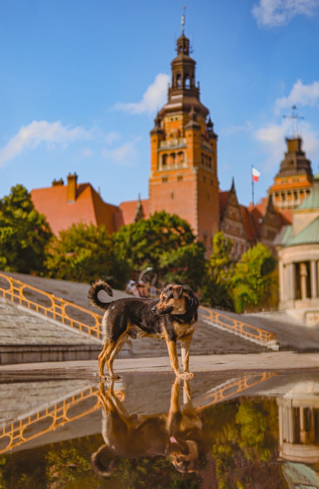 Mat. Urząd Miasta Szczecin Mikołajki z bezdomnymi czworonogami. Schronisko zaprasza na Ogon-fest [ZDJĘCIA]