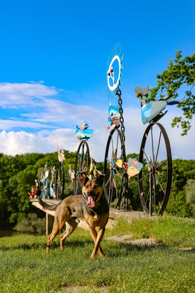 Mat. Urząd Miasta Szczecin Mikołajki z bezdomnymi czworonogami. Schronisko zaprasza na Ogon-fest [ZDJĘCIA]