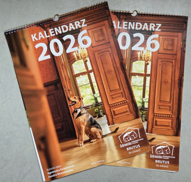 Mat. Urząd Miasta Szczecin Mikołajki z bezdomnymi czworonogami. Schronisko zaprasza na Ogon-fest [ZDJĘCIA]