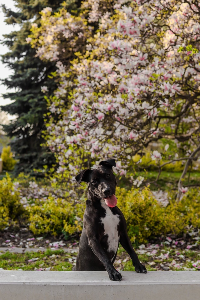 Mat. Urząd Miasta Szczecin Mikołajki z bezdomnymi czworonogami. Schronisko zaprasza na Ogon-fest [ZDJĘCIA]