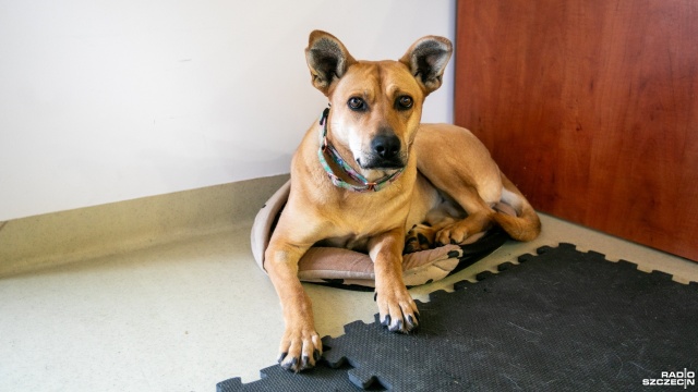 Fot. Weronika Łyczywek [Radio Szczecin] Trwają świąteczne zbiórki dla bezdomnych zwierząt [ZDJĘCIA]