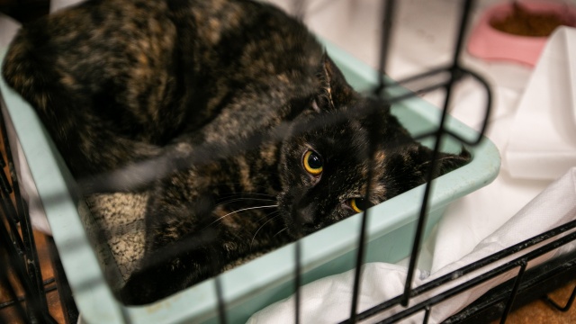 Fot. Weronika Łyczywek [Radio Szczecin] Trwają świąteczne zbiórki dla bezdomnych zwierząt [ZDJĘCIA]