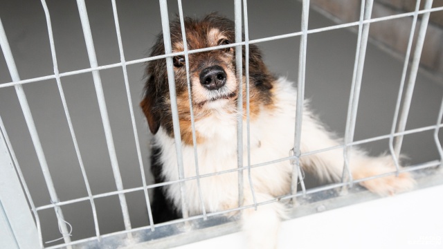 Fot. Weronika Łyczywek [Radio Szczecin] Trwają świąteczne zbiórki dla bezdomnych zwierząt [ZDJĘCIA]