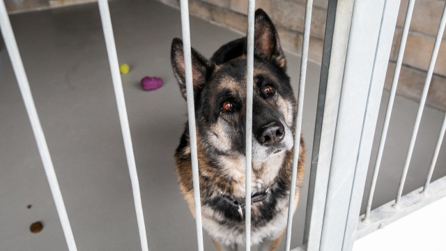 Fot. Weronika Łyczywek [Radio Szczecin] Trwają świąteczne zbiórki dla bezdomnych zwierząt [ZDJĘCIA]