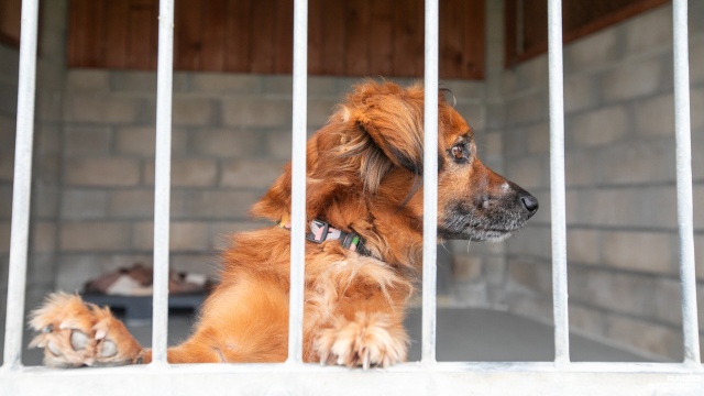 Fot. Weronika Łyczywek [Radio Szczecin] Trwają świąteczne zbiórki dla bezdomnych zwierząt [ZDJĘCIA]