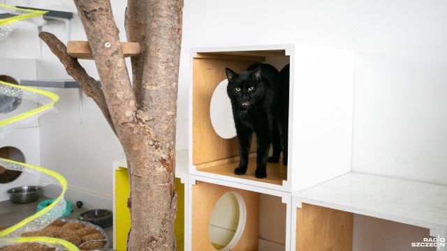 Fot. Weronika Łyczywek [Radio Szczecin] Trwają świąteczne zbiórki dla bezdomnych zwierząt [ZDJĘCIA]