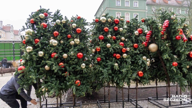 Fot. Robert Stachnik [Radio Szczecin] Trwa montaż wielkiej o drogiej choinki przy Urzędzie Miasta [ZDJĘCIA]