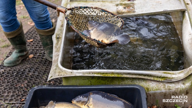 Fot. Robert Stachnik [Radio Szczecin] Karp króluje na szczecińskich stołach [WIDEO, ZDJĘCIA]