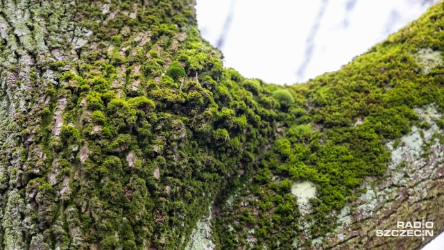 Fot. Robert Stachnik [Radio Szczecin] Zimowy spacer z rozpoznawaniem drzew i krzewów [WIDEO, ZDJĘCIA]