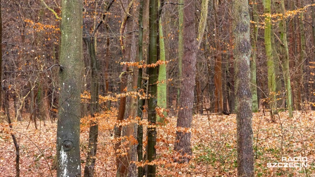 Fot. Robert Stachnik [Radio Szczecin] Zimowy spacer z rozpoznawaniem drzew i krzewów [WIDEO, ZDJĘCIA]