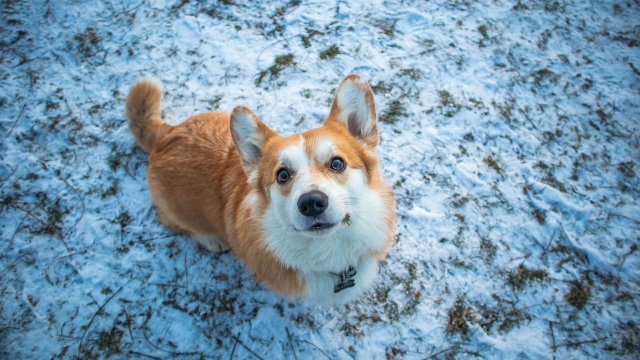 W poniedziałek Kraków opanują corgi. W Święto Trzech Króli swój orszak utworzy także kilkadziesiąt psów oraz ich właściciele i hodowcy.