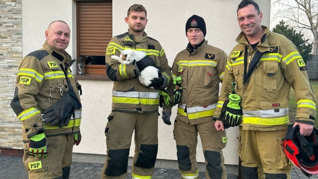 Strażacy z Pyrzyc uwolnili kota. Zwierzę utknęło w komorze silnikowej jednego z pojazdów.