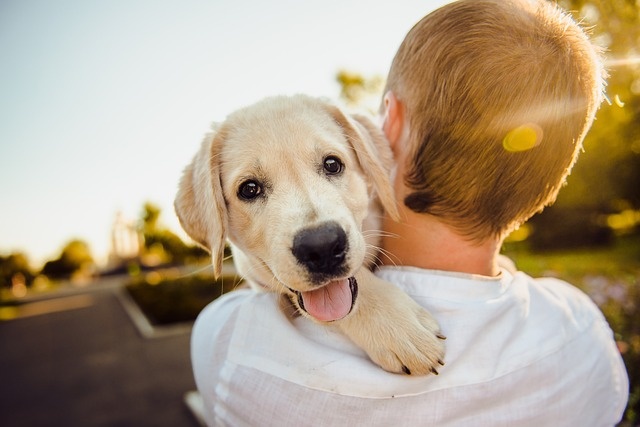 Prowadzisz intensywny tryb życia, często przebywasz poza domem, a posiadasz czworonożnego przyjaciela wymagającego regularnej opieki Petsitter w Szczecinie może okazać się idealnym rozwiązaniem Twoich problemów. W tym artykule dowiesz się wszystkiego o usługach zawodowych opiekunów, ich cenach, kryteriach wyboru odpowiedniego opiekuna oraz korzyściach płynących z korzystania z takiej formy opieki nad zwierzętami.