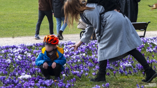 Niektóre są już połamane i podeptane, ale mandatów dla wandali nie ma. Chodzi o szczecińskie krokusy, które kilka dni temu rozkwitły m.in. na Jasnych Błoniach.