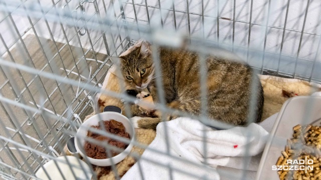 Kolejny krok w stronę budowy nowego schroniska dla zwierząt w Kołobrzegu. Miejscowi urzędnicy ogłosili przetarg na zaprojektowanie i wybudowanie przytuliska.